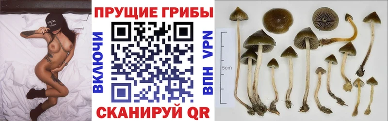 Галлюциногенные грибы GOLDEN TEACHER kraken зеркало Мостовской